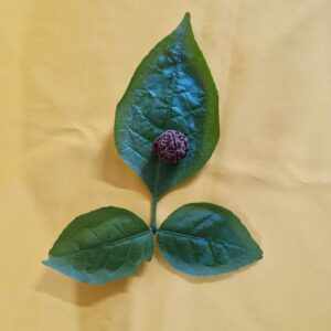 Ganesh Mukhi Rudraksha - भगवान गणेश स्वरूप पवित्र रुद्राक्ष, बाधा निवारण और सफलता हेतु उपयोगी